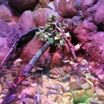 review-sealife-centre-blackpool-1