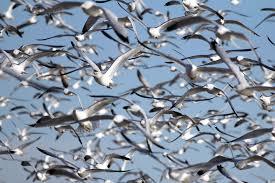 Ohio Birds and Biodiversity: A blizzard of gulls!