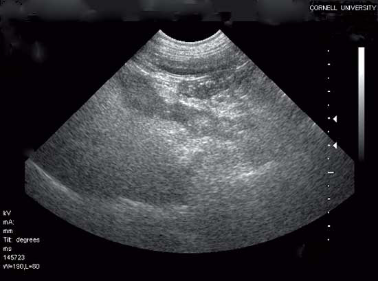 Ultrasonographic findings in a dog