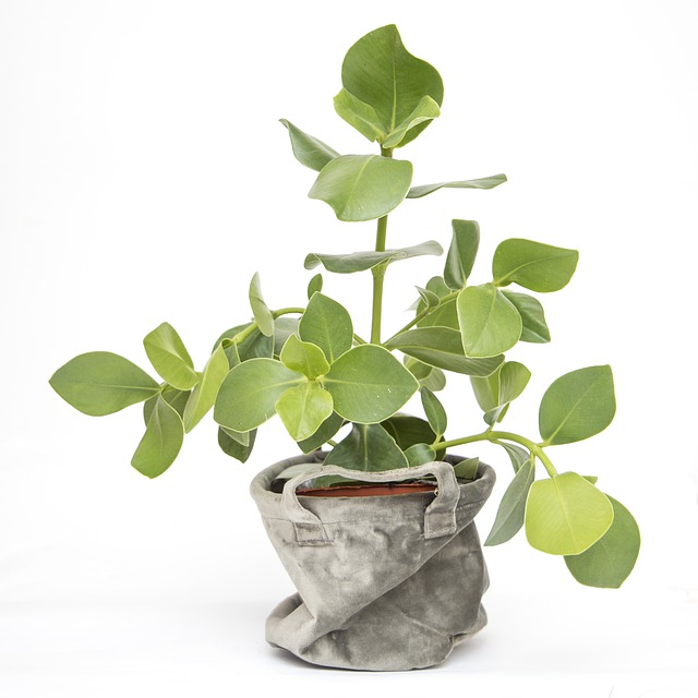 plants name in hindi