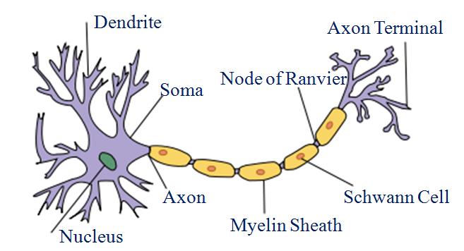 NCERT Solutions For Class 9 Science Chapter 6 Tissues Intext Questions Page 78 Q2