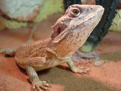 Pogona minor mitchelli