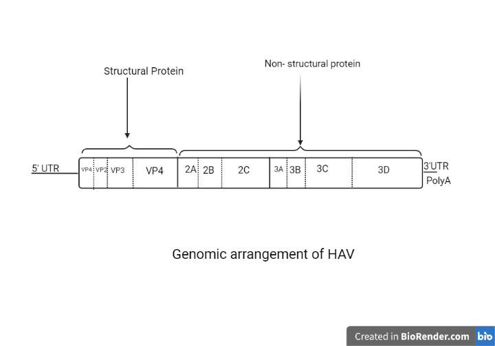 Genomic arrangement of HAV