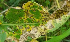 alternaria blight disease 