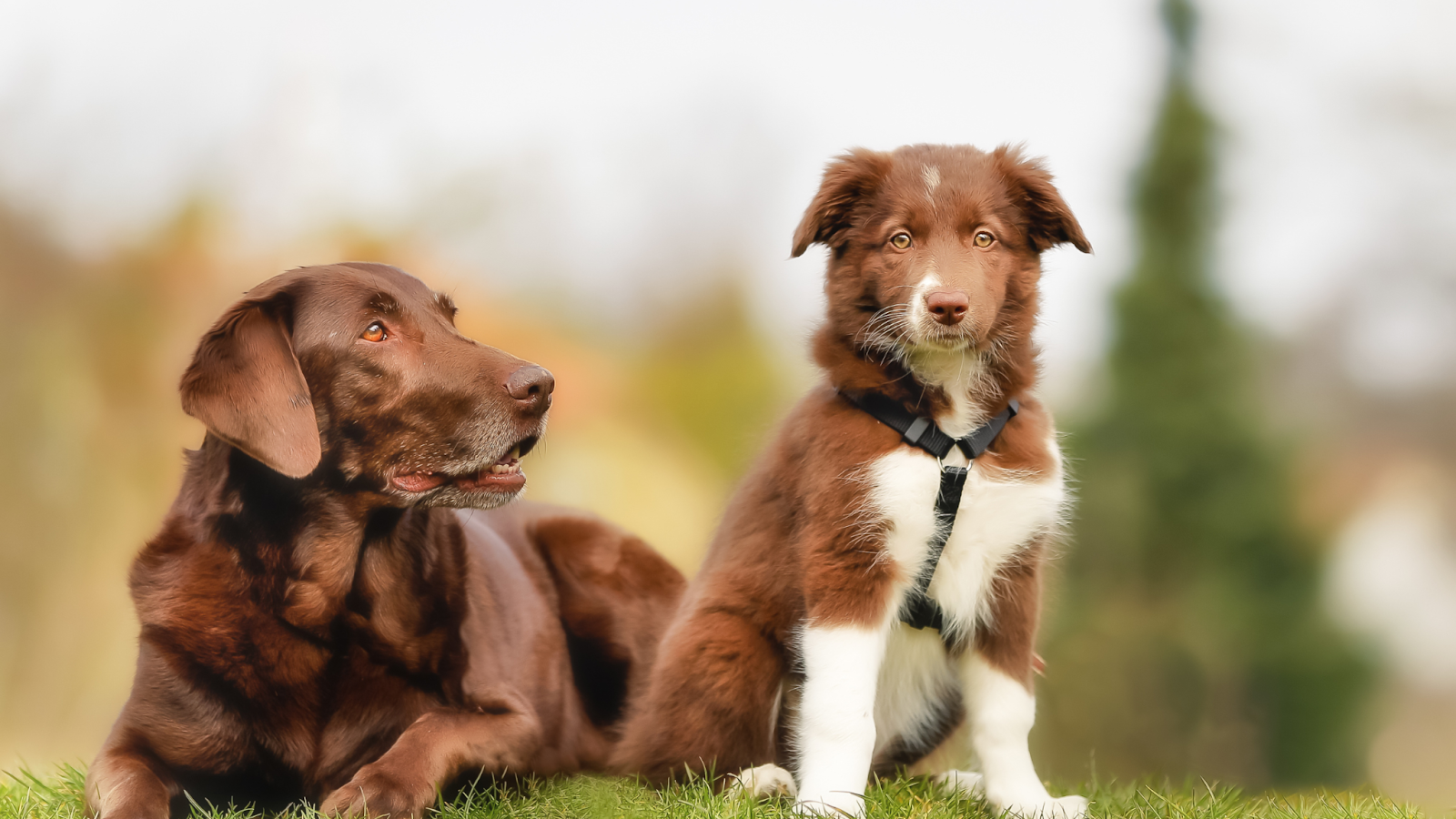 Adult dogs need the Parvovirus vaccine every three years, but puppies will need a booster one year after the initial series.