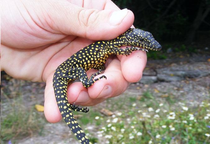 https://reptiles.factsdiet.com/wp-content/uploads/sites/14/2018/11/mangorive-monitor.jpg