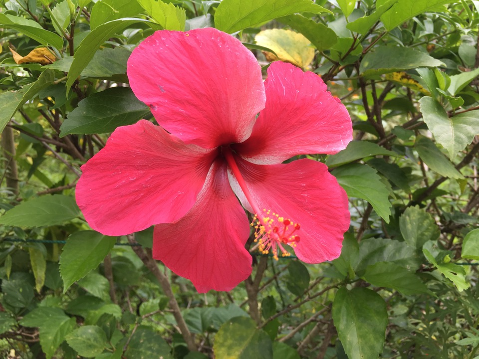 Hibiscus, Flower, Tropical, Plant, Blossom, Floral