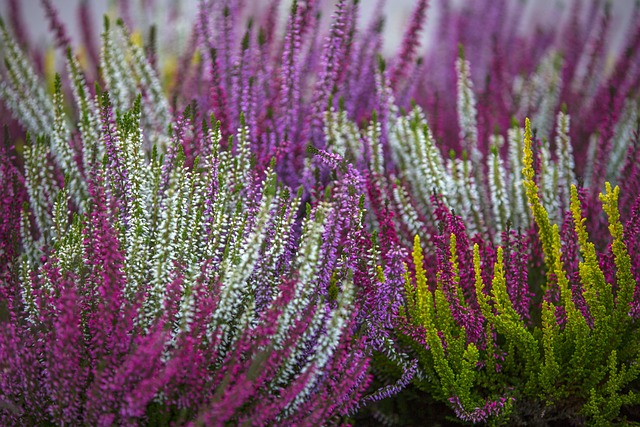 A bunch of heather plants in the wild