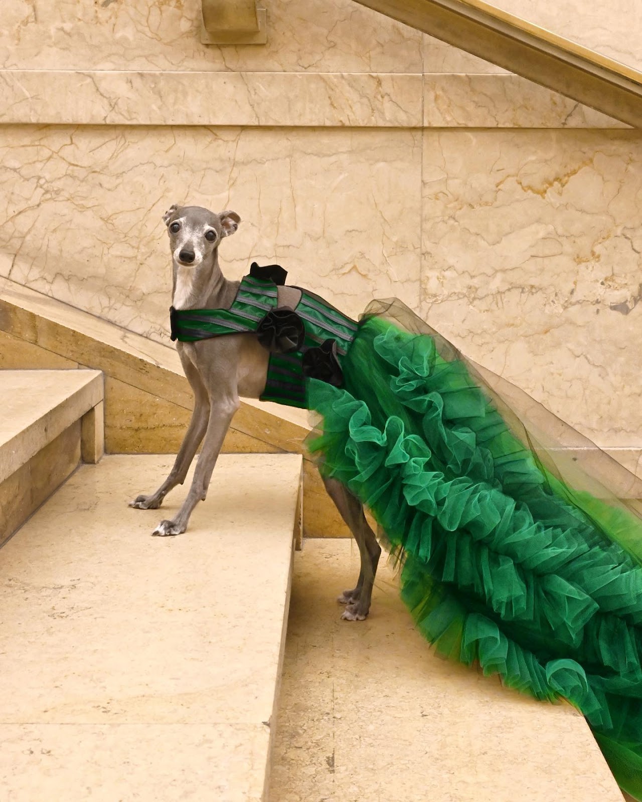 Dog That Has Almost 10 Million Followers On Instagram - Tika the Italian Greyhound