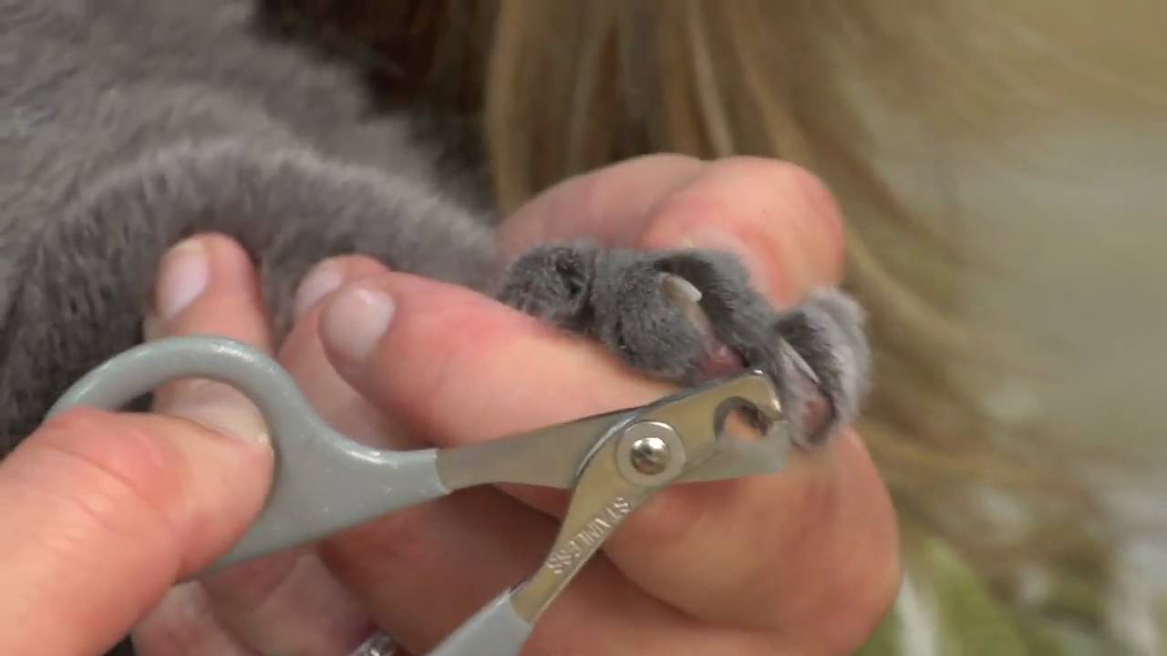cách cắt móng cho mèo
