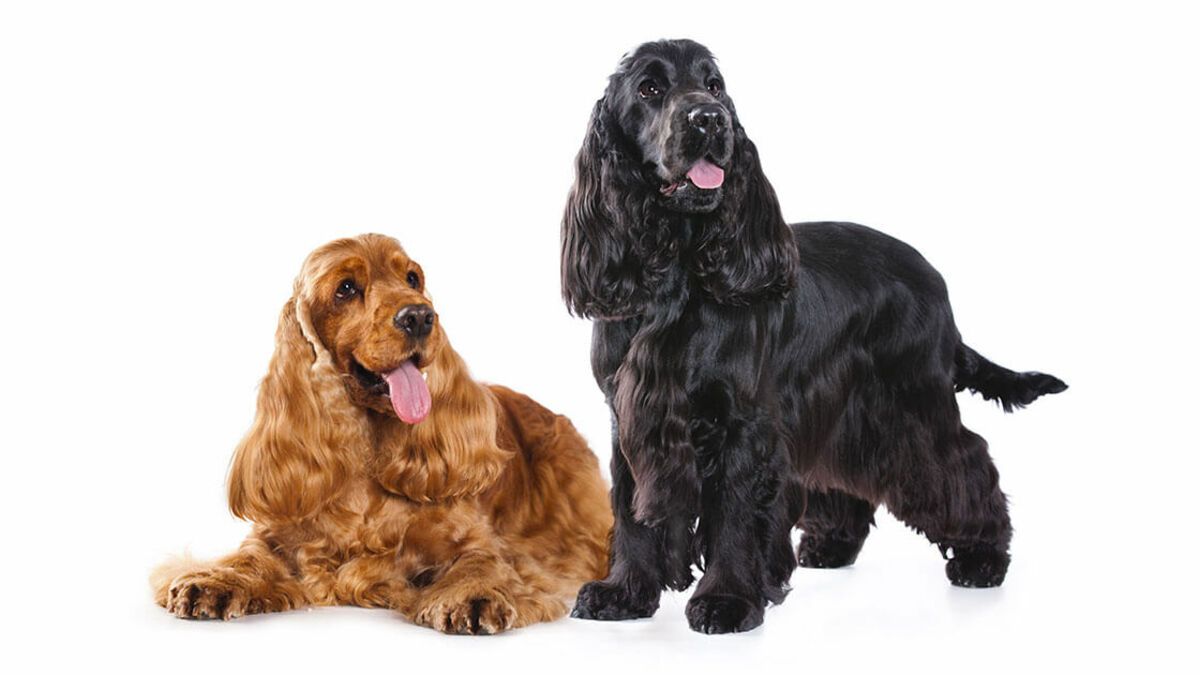 Spaniel White background