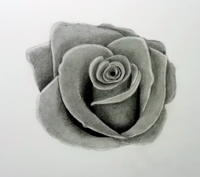 rose ombragée