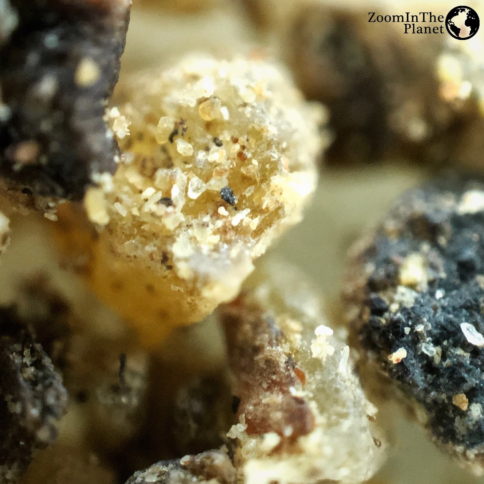 BLACK PEPPER