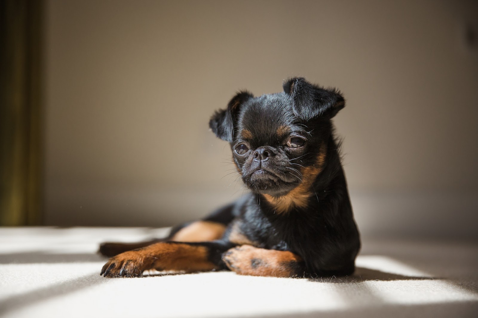 20 raças de cachorros mais 'estranhos' do mundo