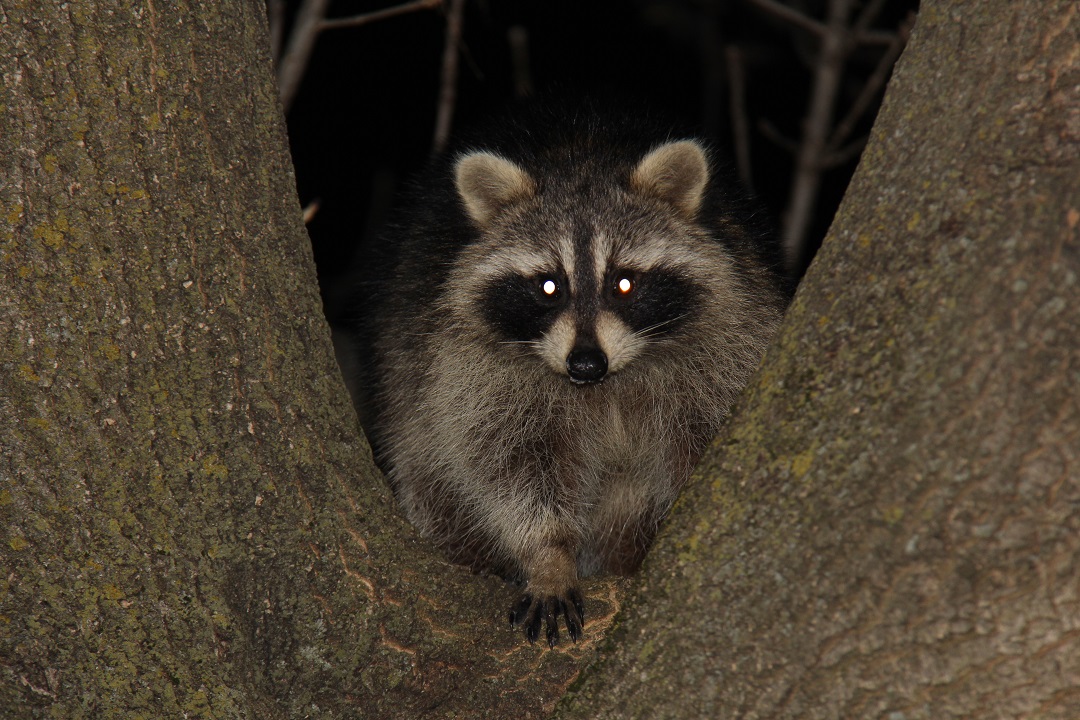 Why Do Raccoons Climb Trees At Night