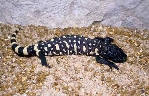 Image result for mexican beaded lizard