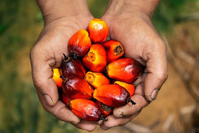                                              The Chicster Diaries: Top 5 Myths Busted About Palm Oil 