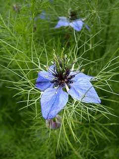 Nigella damascena Love-In-A-Mist, Devil in the bush