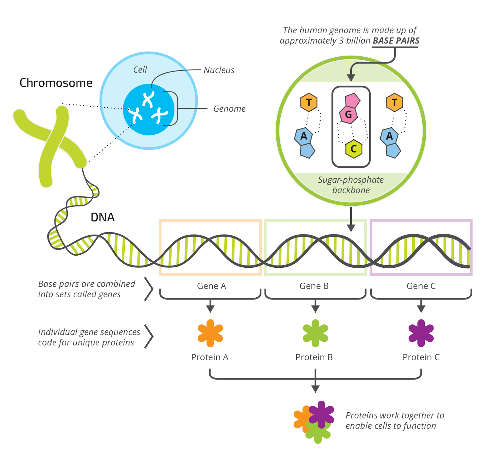 Human genome and gene readouts