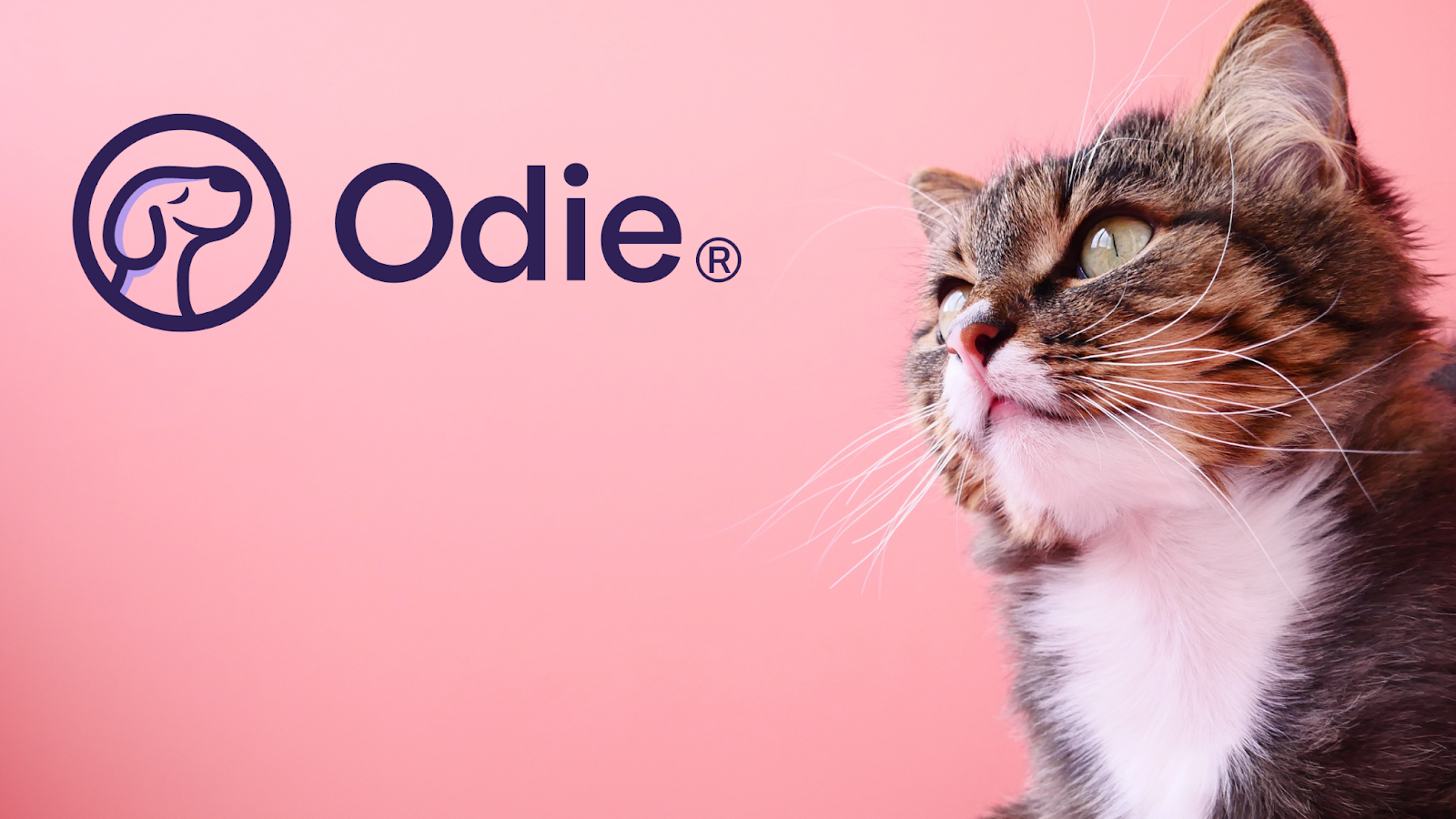 Odie's pet health insurance plans can help reimburse for expenses related to ringworm. 