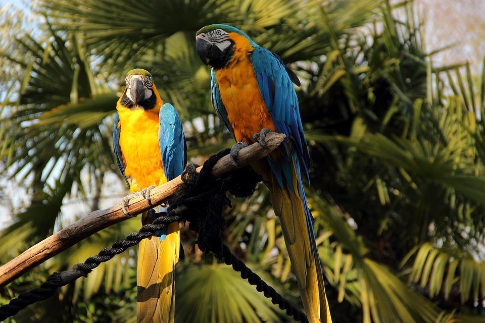 Parakeets residing on branches in the zoo.