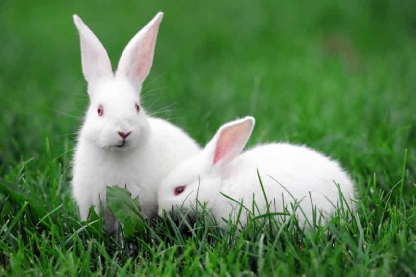 Nằm mơ thấy thỏ có ý nghĩa gì? Đánh con gì đổi vận?