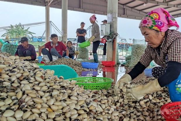 Hải Phòng: Hơn 100 hộ dân phản đối chính quyền giải toả nuôi ngao để khai thác cát