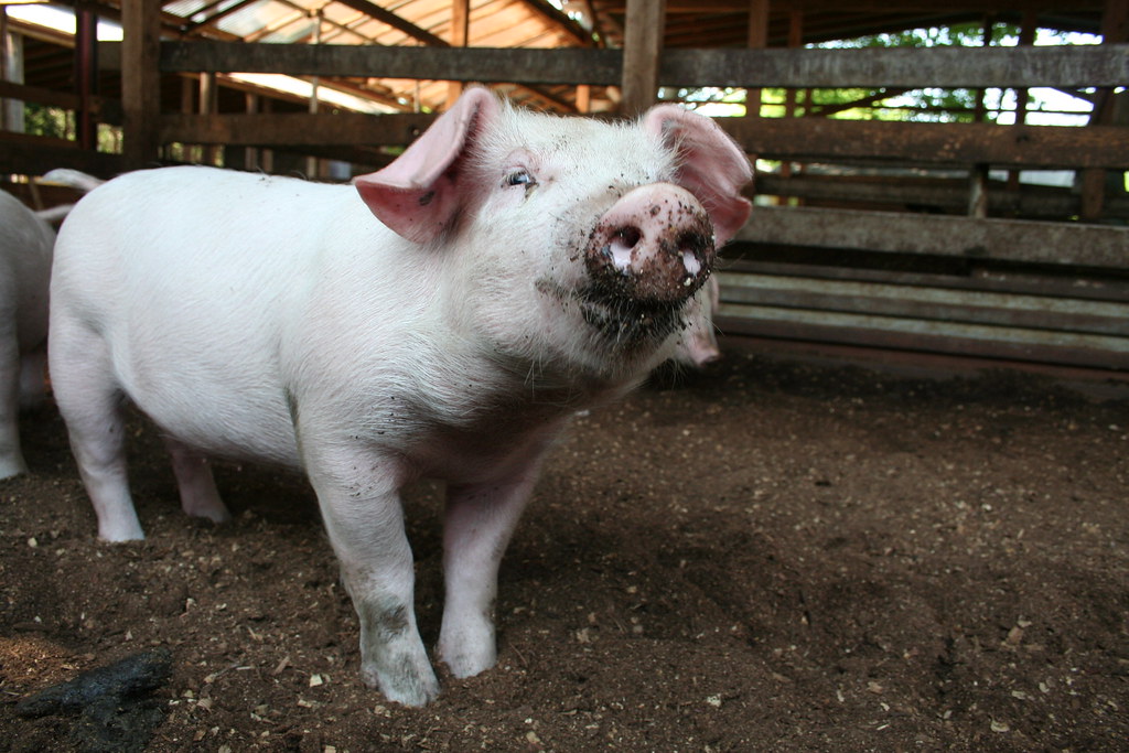 young piglet in a barn