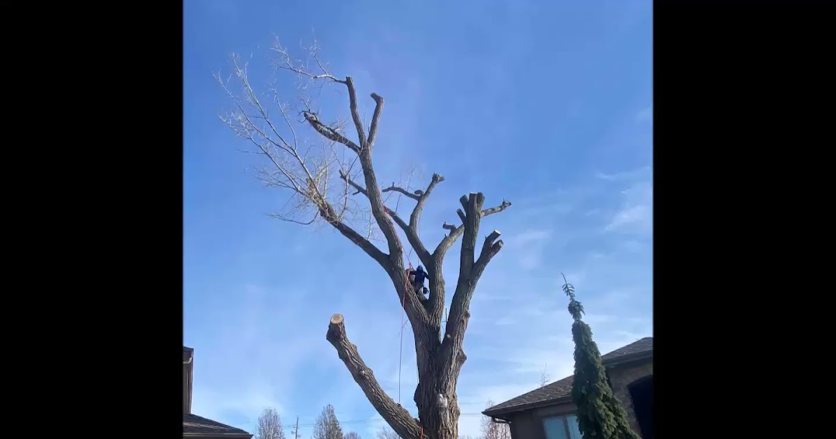 Brothers Tree Service.mp4
