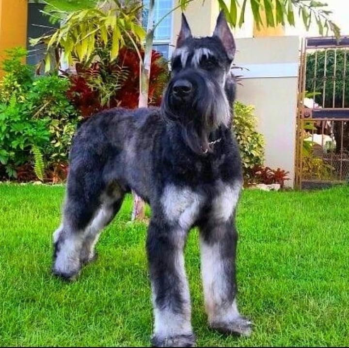 Salt and Pepper Giant Schnauzer- Everything You Need to Know