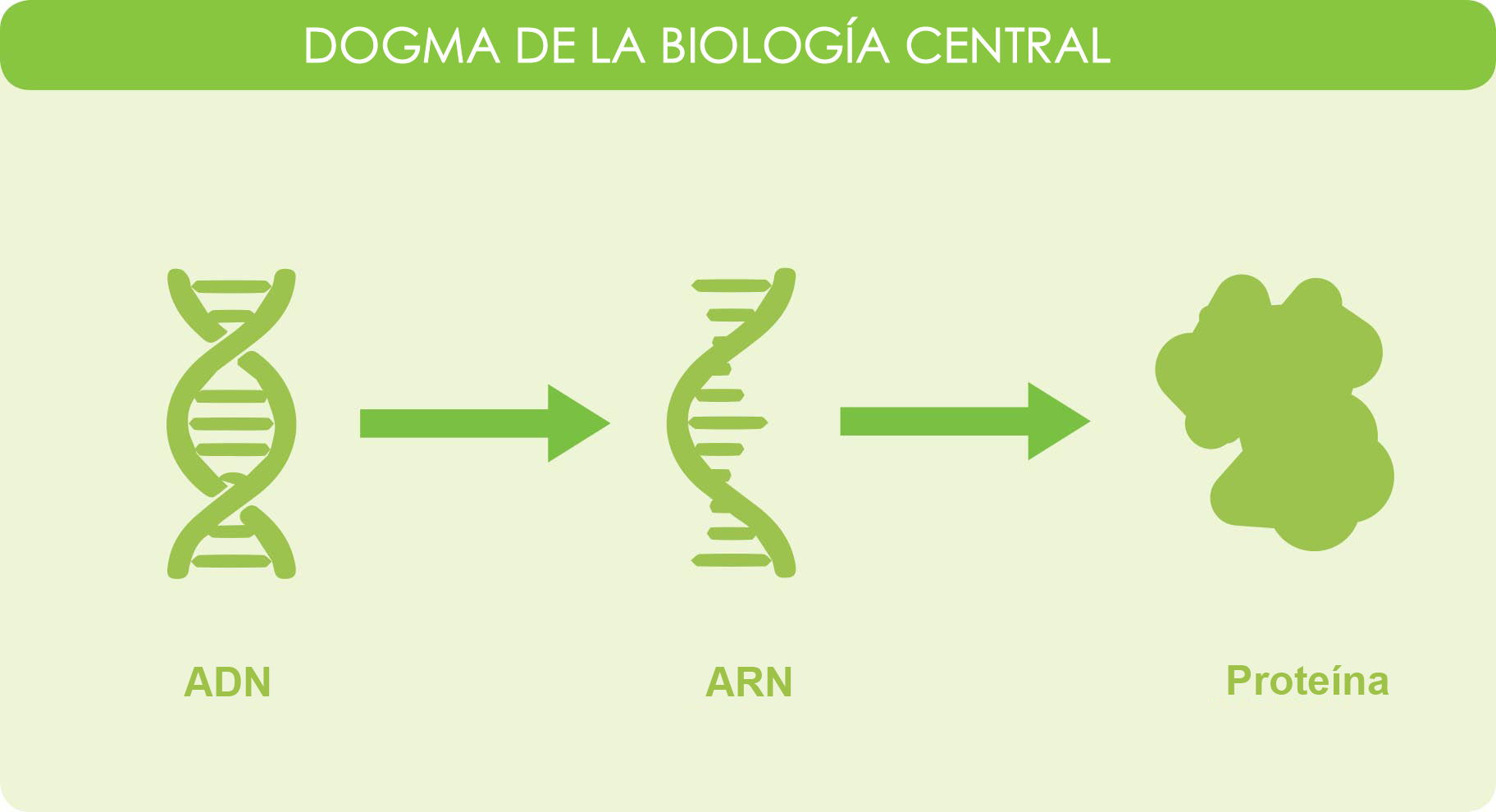 Dogma de la biologia central