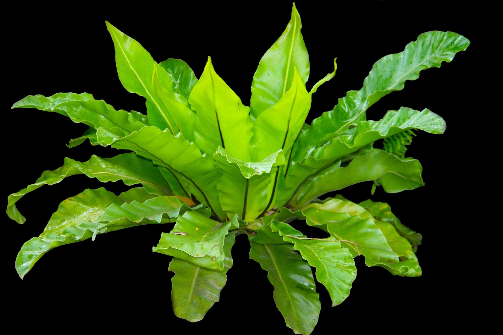 A bird's nest fern on a black background