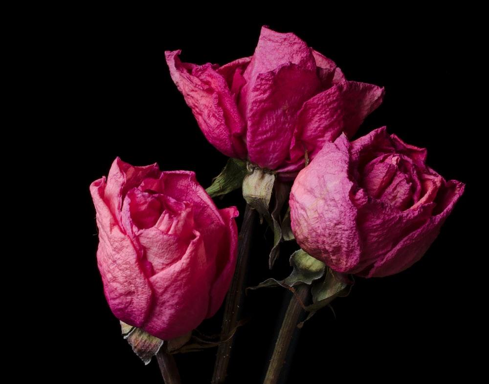 three pink roses