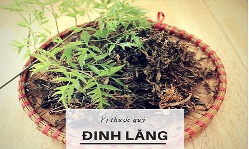 Địa chỉ cung cấp cao đinh lăng nguyên chất uy tín nhất hiện nay