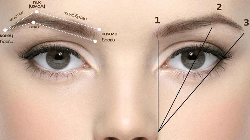 Eyebrow architecture - execution technology, principles of color selection and staining |  THE LASHES