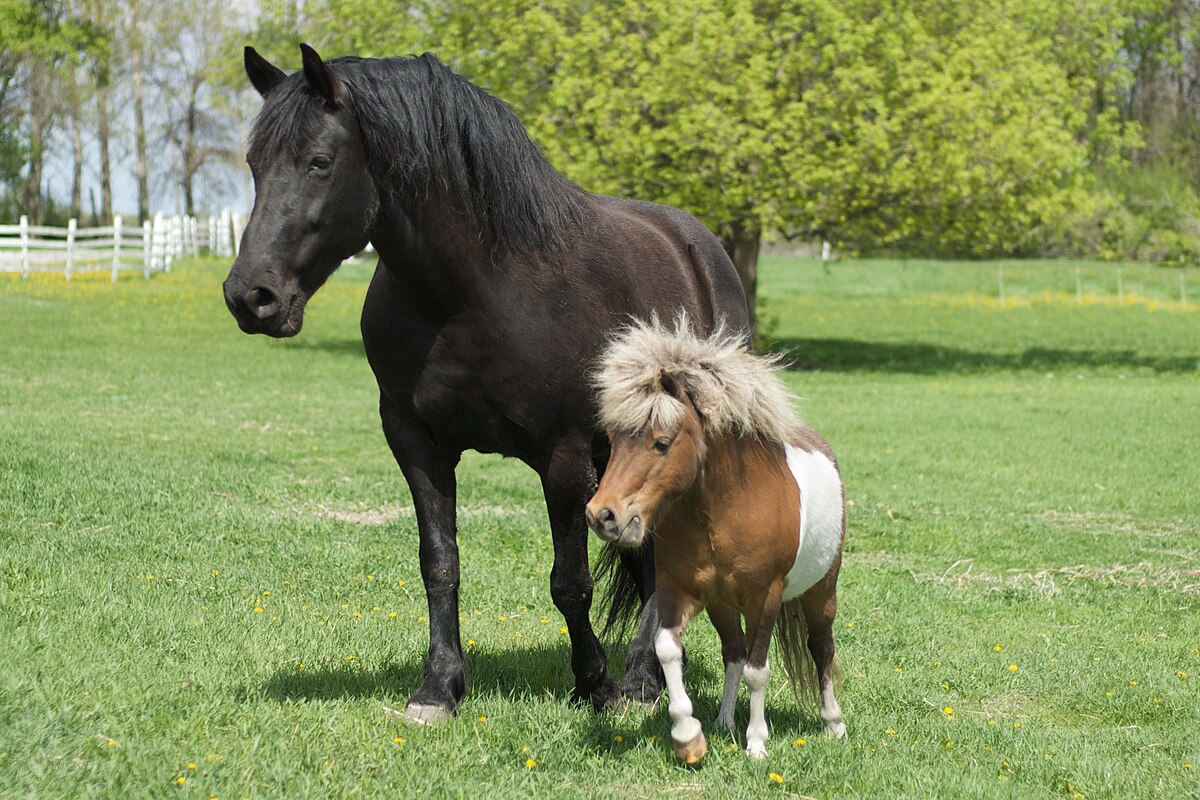 Horses And Ponies