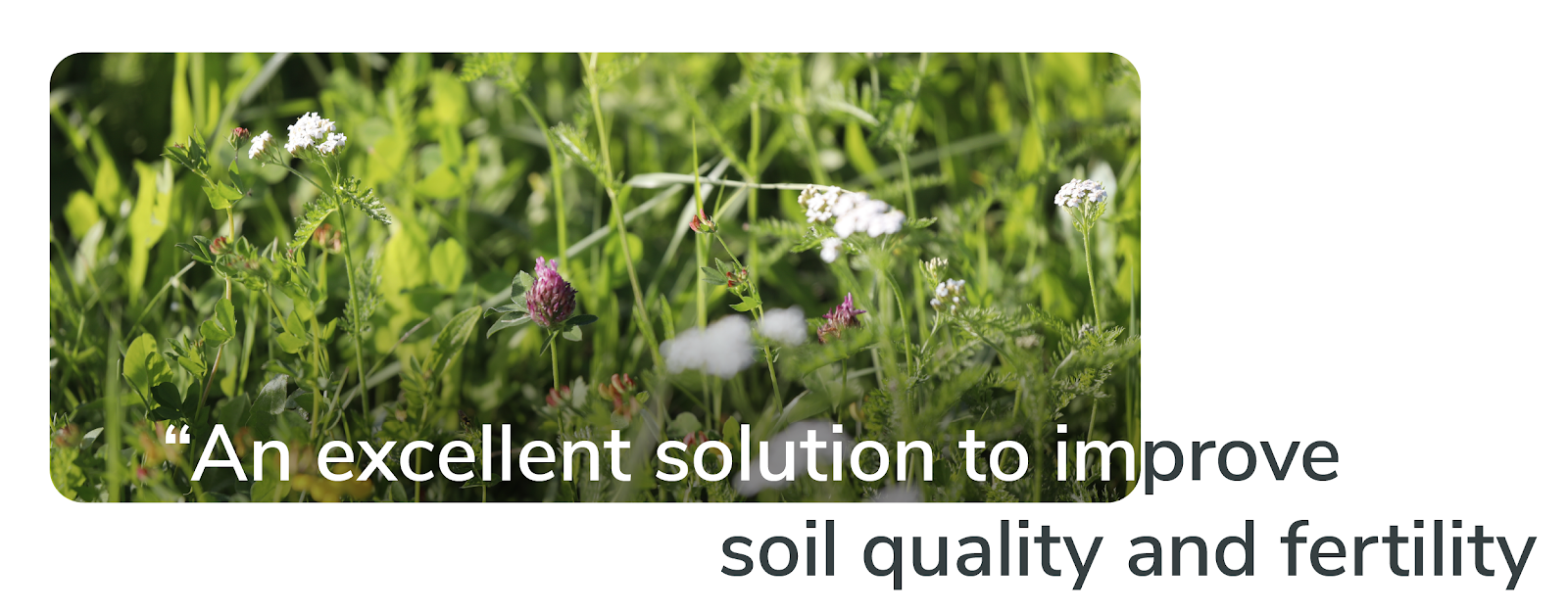 cover crops with words that say an excellent solution to improve soil quality and fertility