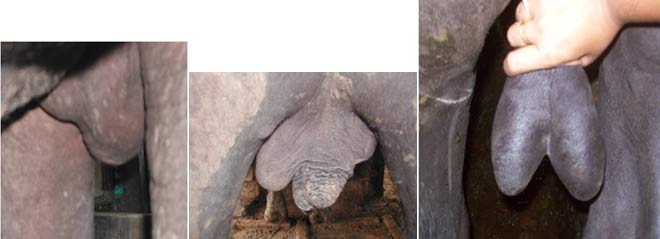 Left: horizontal testicular displacement in a buffalo bull. Middle: Murrah buffalo (8 y) with both testes located vertical to the scrotum. Right: Bifid scrotum in a buffalo bull. (All photos courtesy Prof. William Vale).