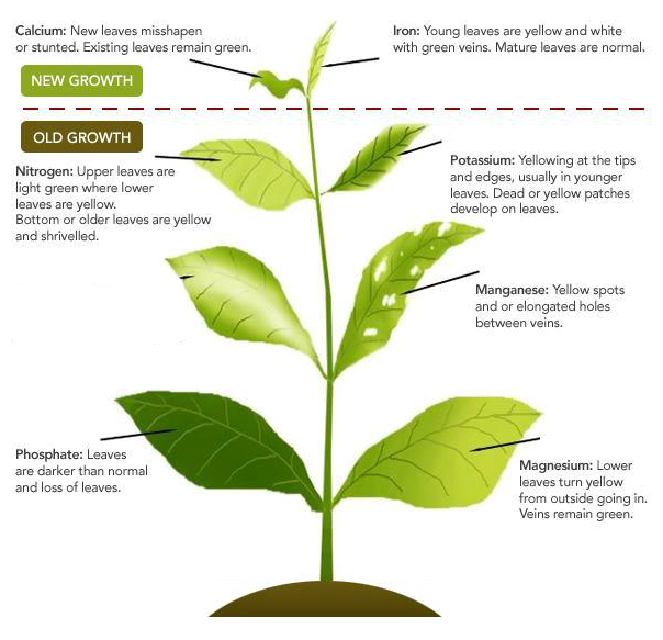simple plant deficiency guide