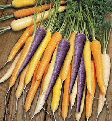 harlequin carrots