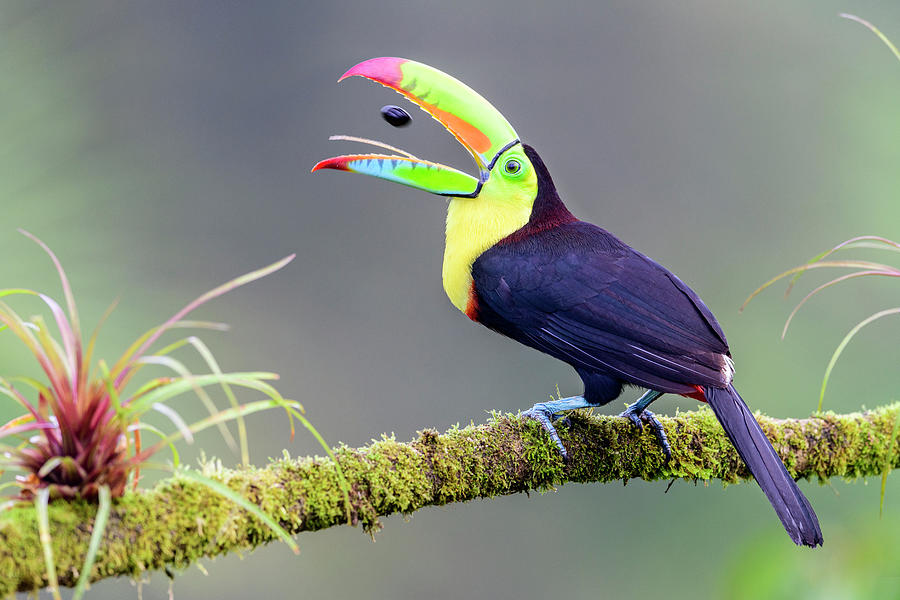 Are Toucans Good Pets