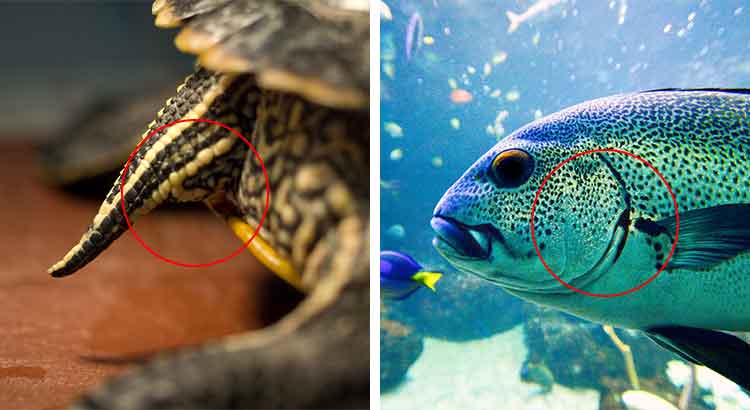 Do Turtles Have Gills? (How Turtles Breathe Underwater) – 