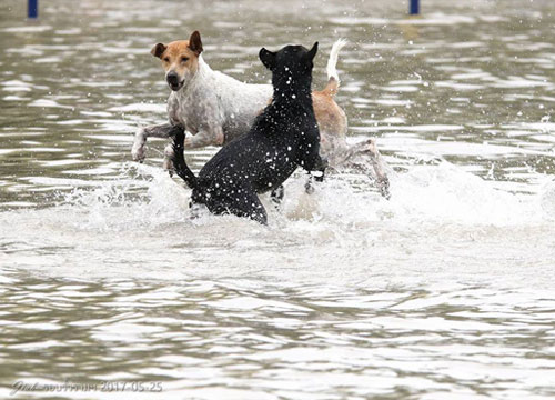 เพราะในน้ำมีปรสิตมากมาย ที่รอชอนไชเข้าตัวสุนัข