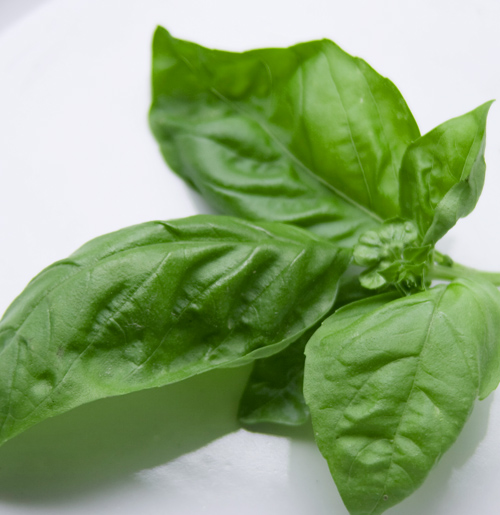 Basil Sweet Basil  1 x  9cm pots Ideal for cooking 