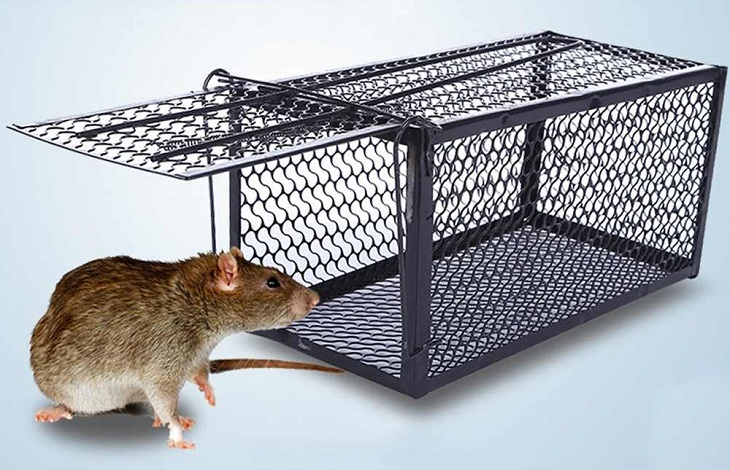 Dùng bẫy chuột