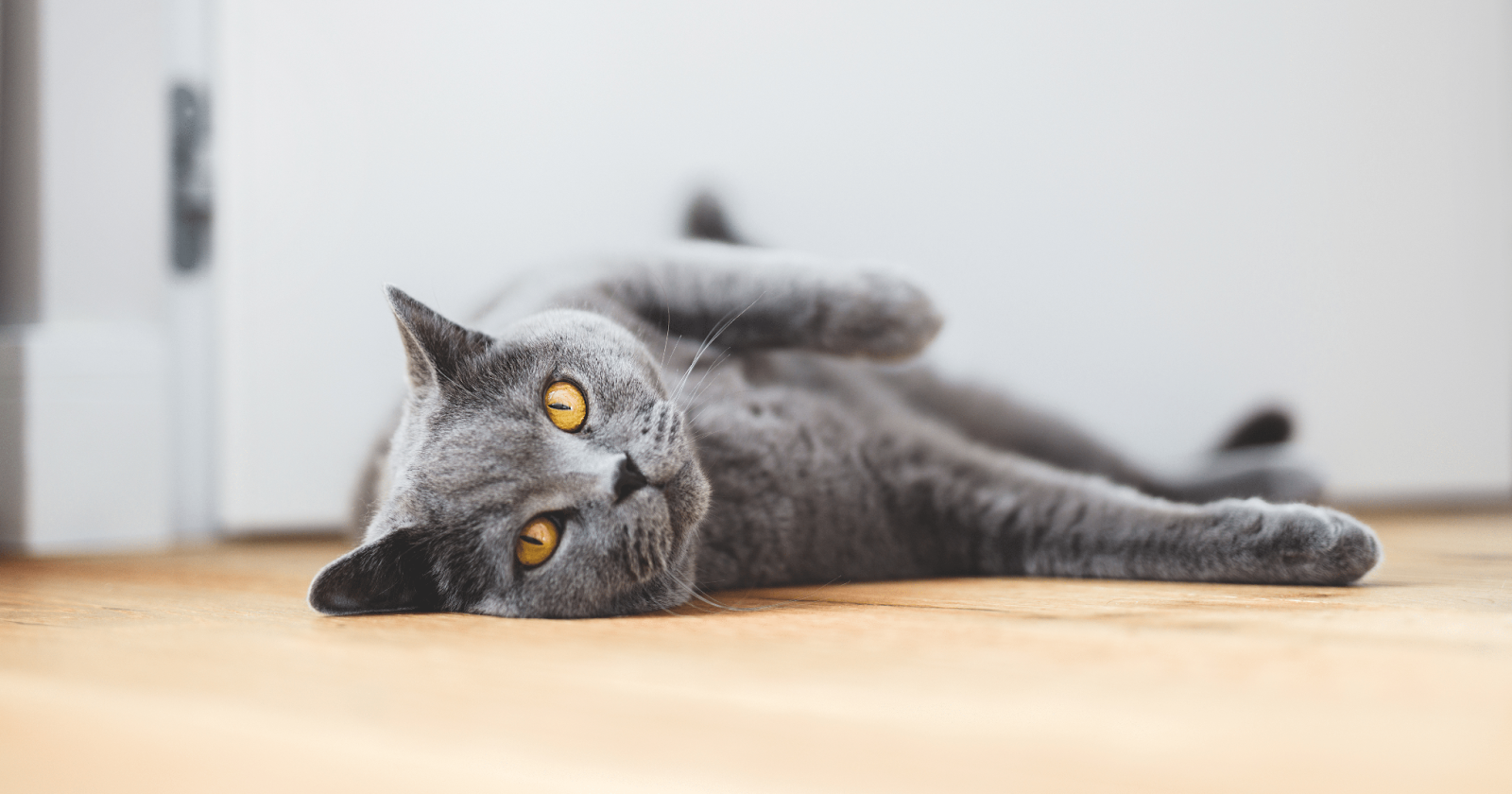 Grey British Shorthair cat laying on side staring with big orange eyes