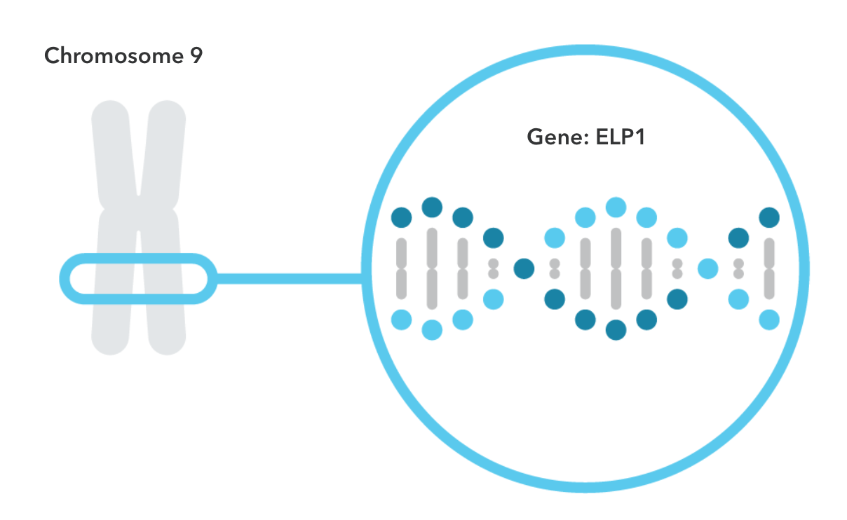 The ELP1 gene is shown located on chromosome 9.