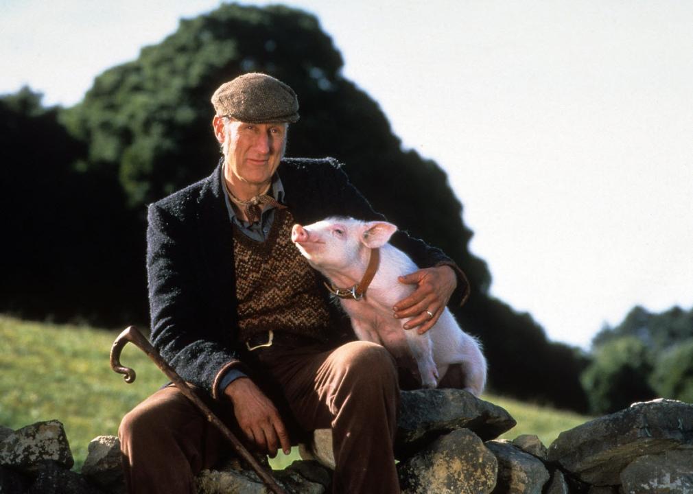 James Cromwell and the pig who played Babe in a scene from "Babe"