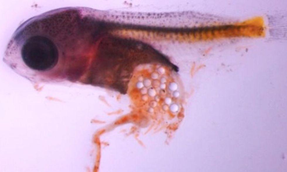 Microplastics Are Killing Baby Fish, New Study Finds - EcoWatch