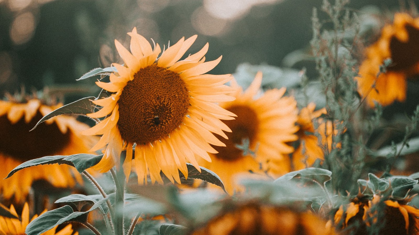 sunflower field
